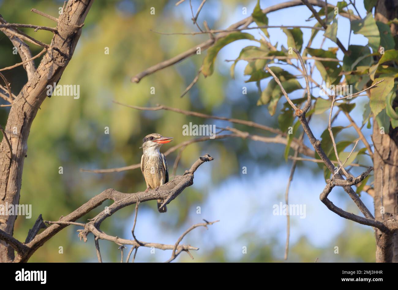 Striped kingfisher (Halcyon chelicuti), perched on branch, Gambia, Africa Stock Photo