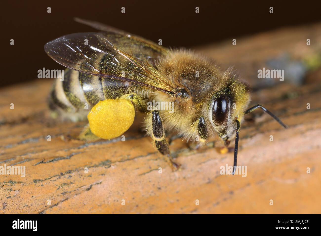 Honey bee with pollen on legs Stock Photo Alamy