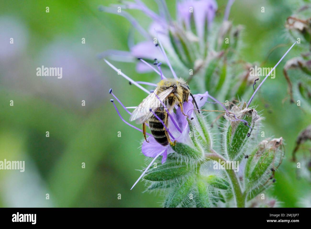 Honey bee (Apis mellifera) pollinating the flowers of wild plants in