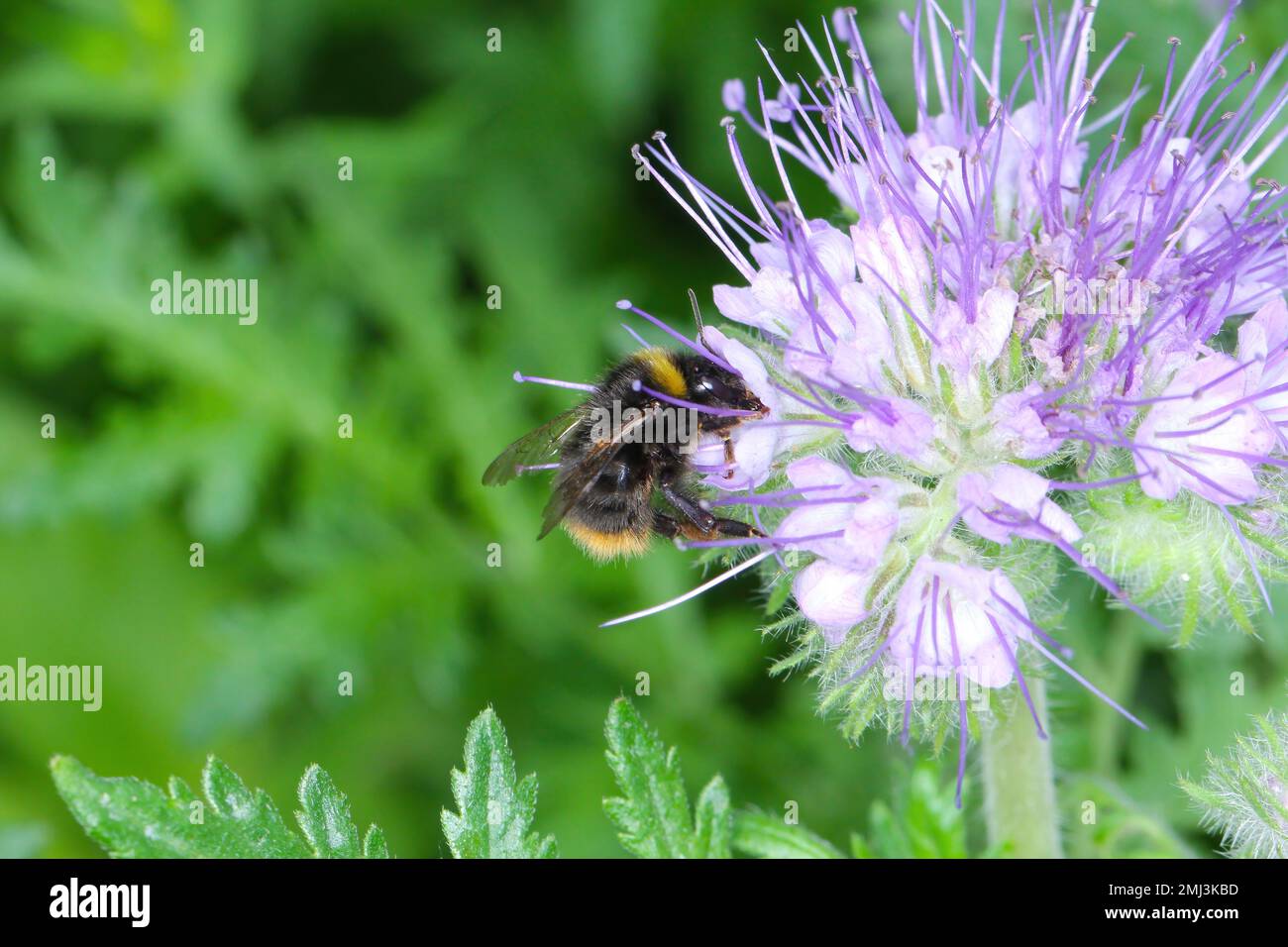 Bumblebee (Bombus sp.) pollinating flowers of lacy phacelia, blue tansy or purple tansy, Phacelia tanacetifolia. Stock Photo