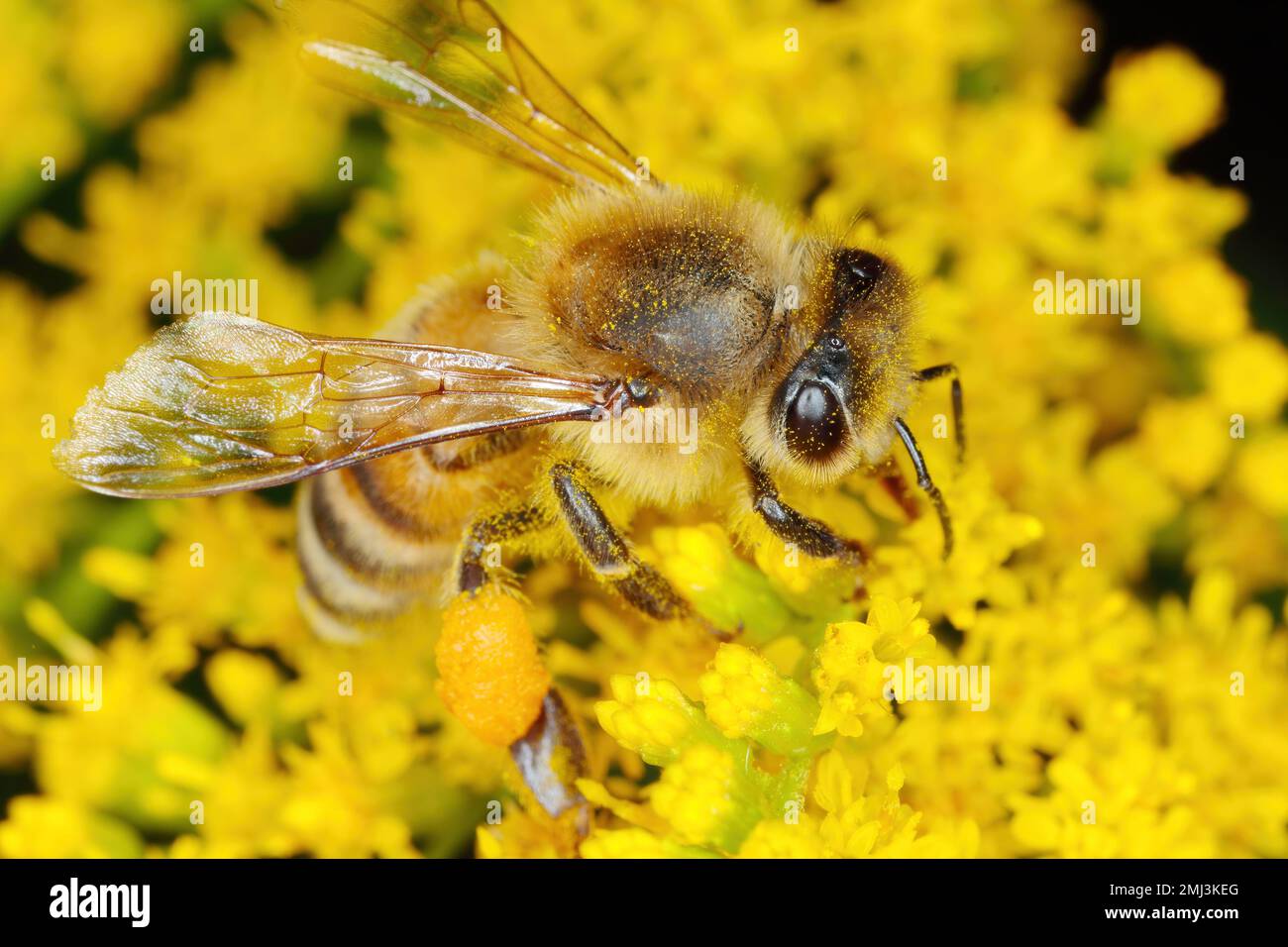 Honey Bee or also honeybee, Apis mellifera collecting pollen of flower Canada goldenrod or Canadian goldenrod, Solidago canadensis. Stock Photo