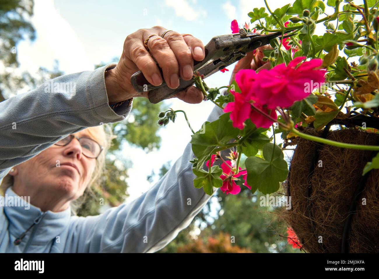 Older woman deadheading red and pink flowers from geraniums planted in