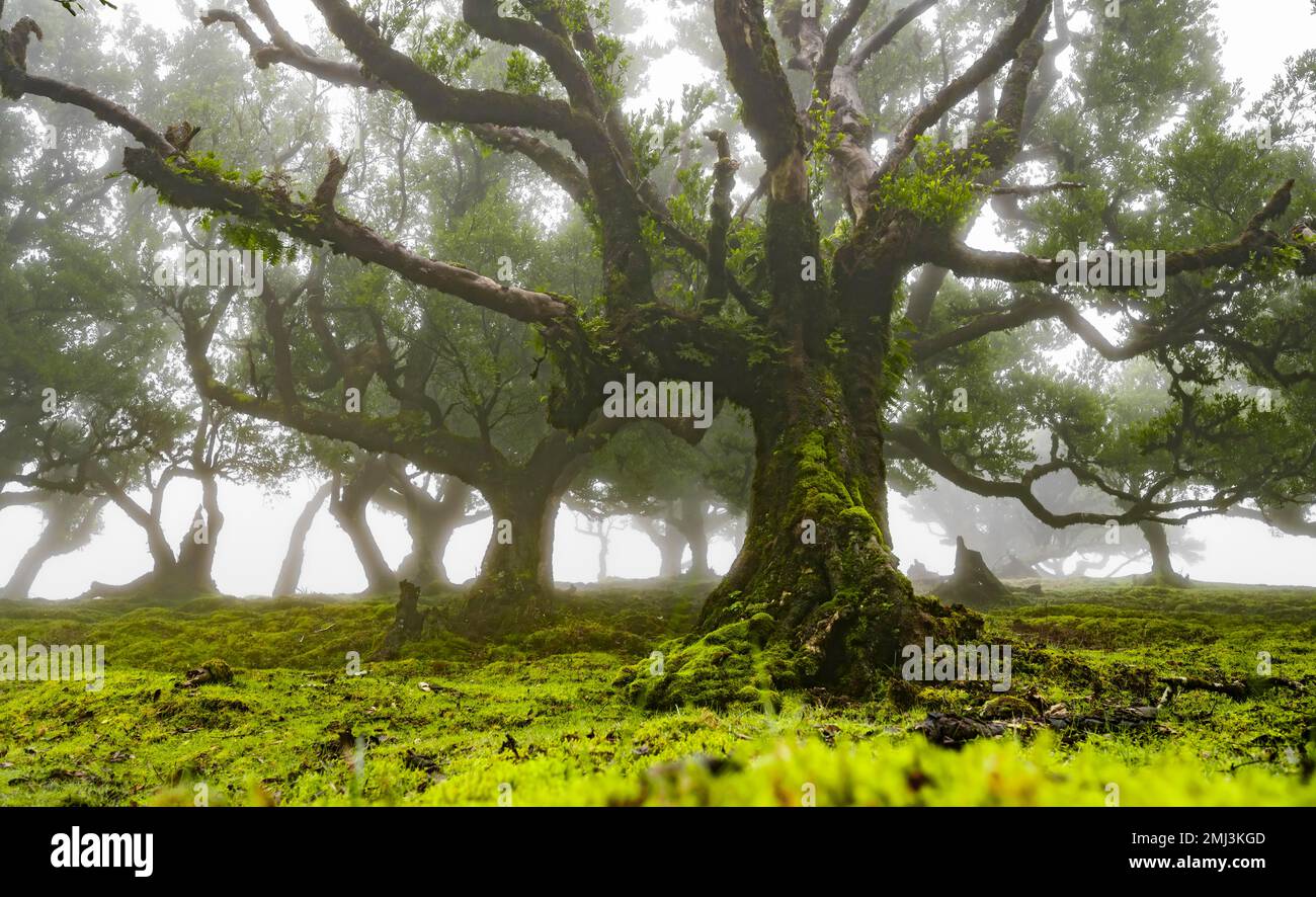 Laurel trees overgrown with moss and plants in the mist, Old laurel