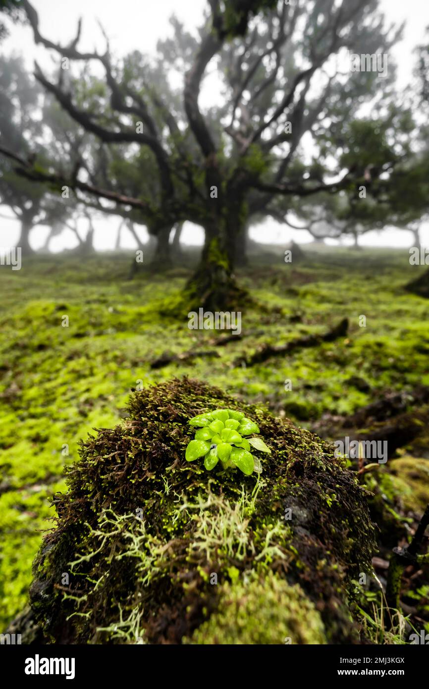 Laurel forest trees overgrown hi-res stock photography and images - Alamy