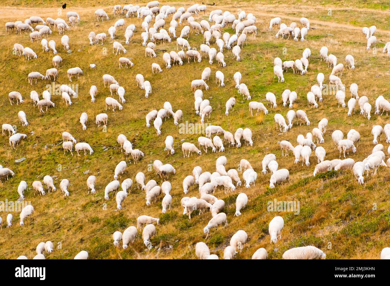 Large flock of sheep eats grass on alpine meadows and blends in with ...