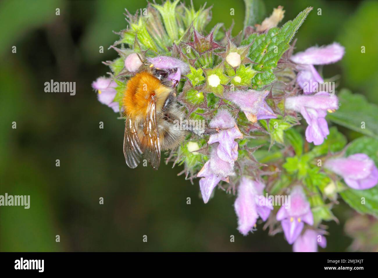 Bumblebee (Bombus sp.) pollinating flowers. Stock Photo