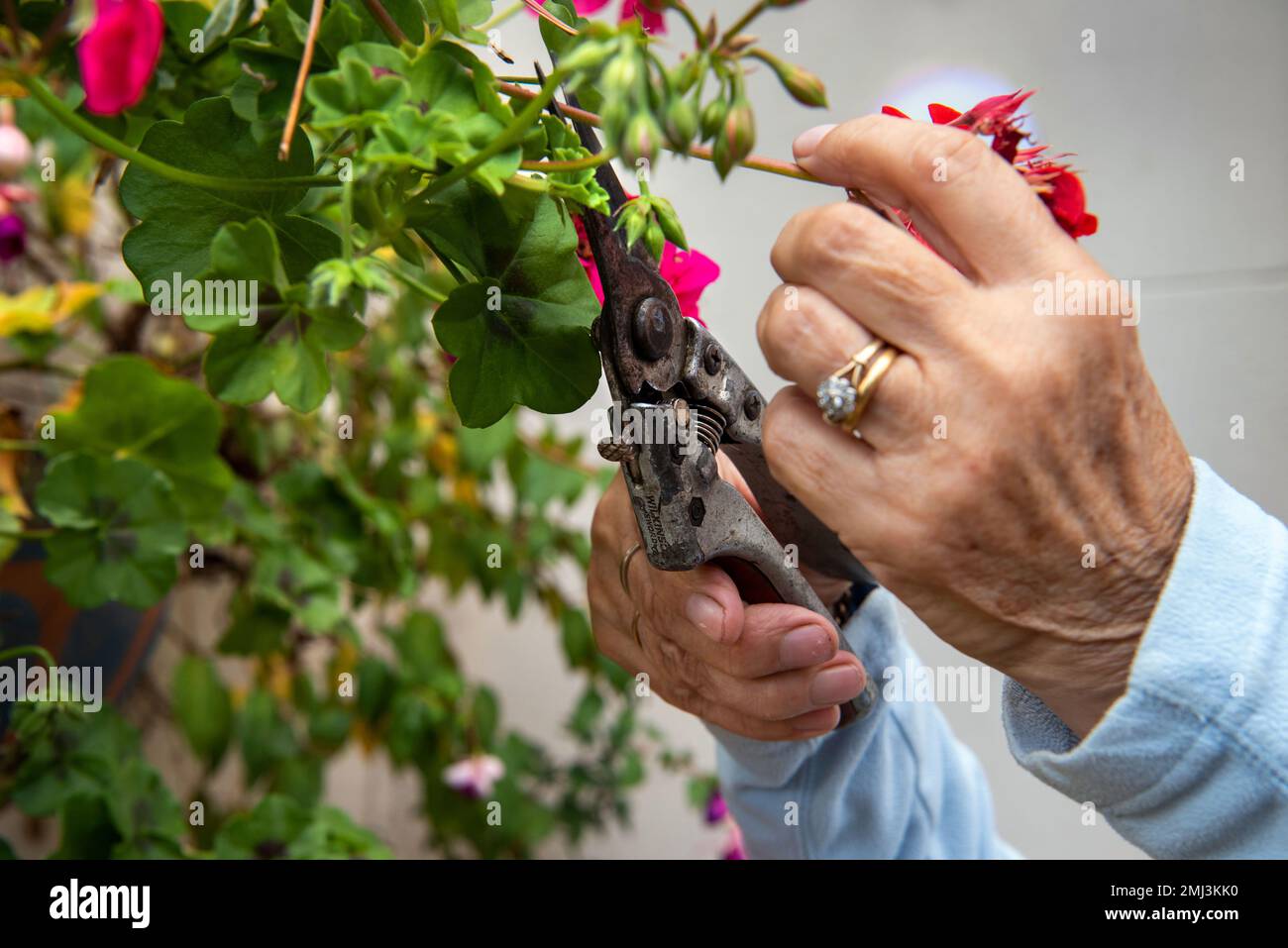 Older woman deadheading red and pink flowers from geraniums planted in