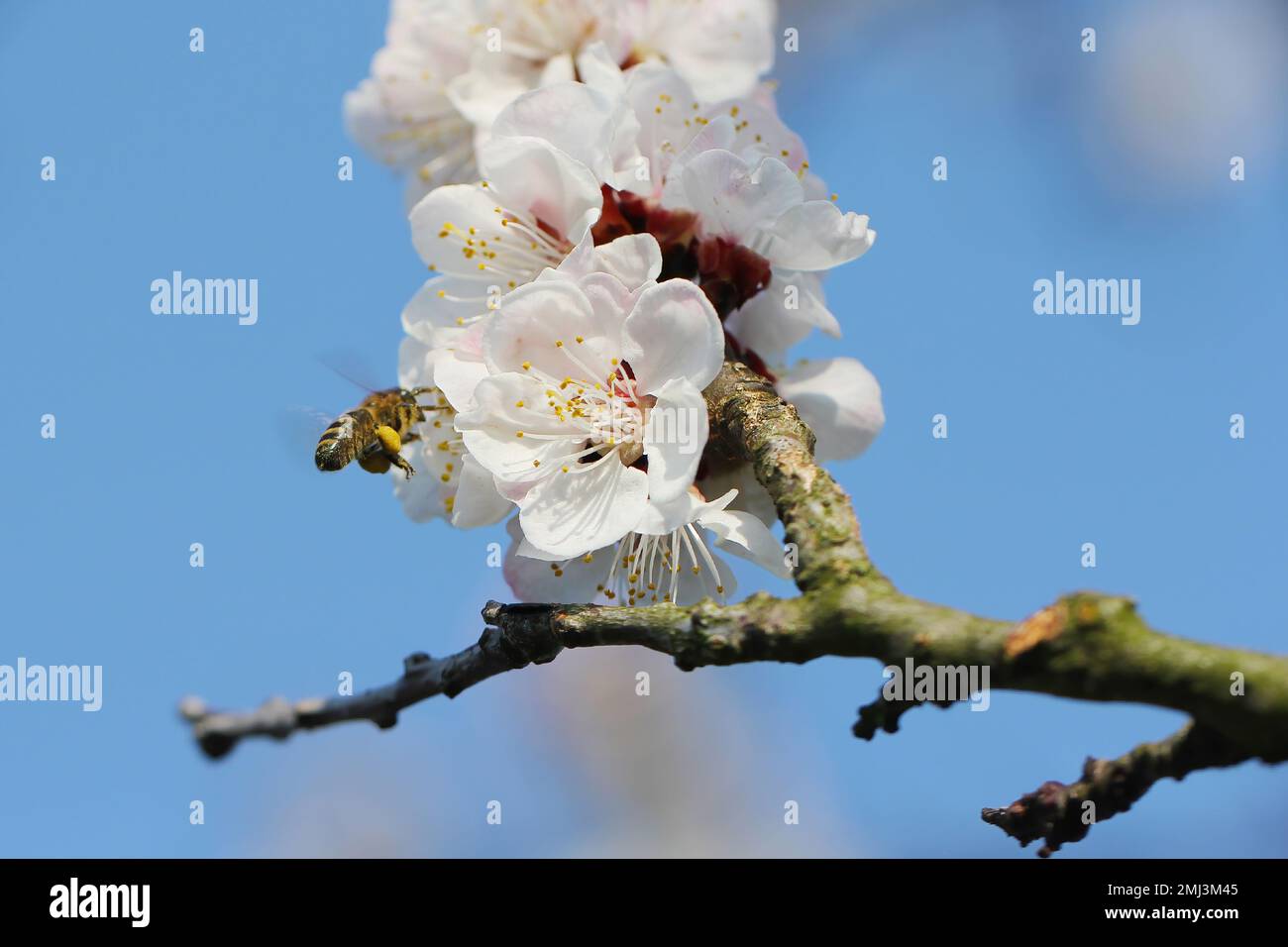 European bee, Apis mellifera. Flying honeybee pollinating apricot tree