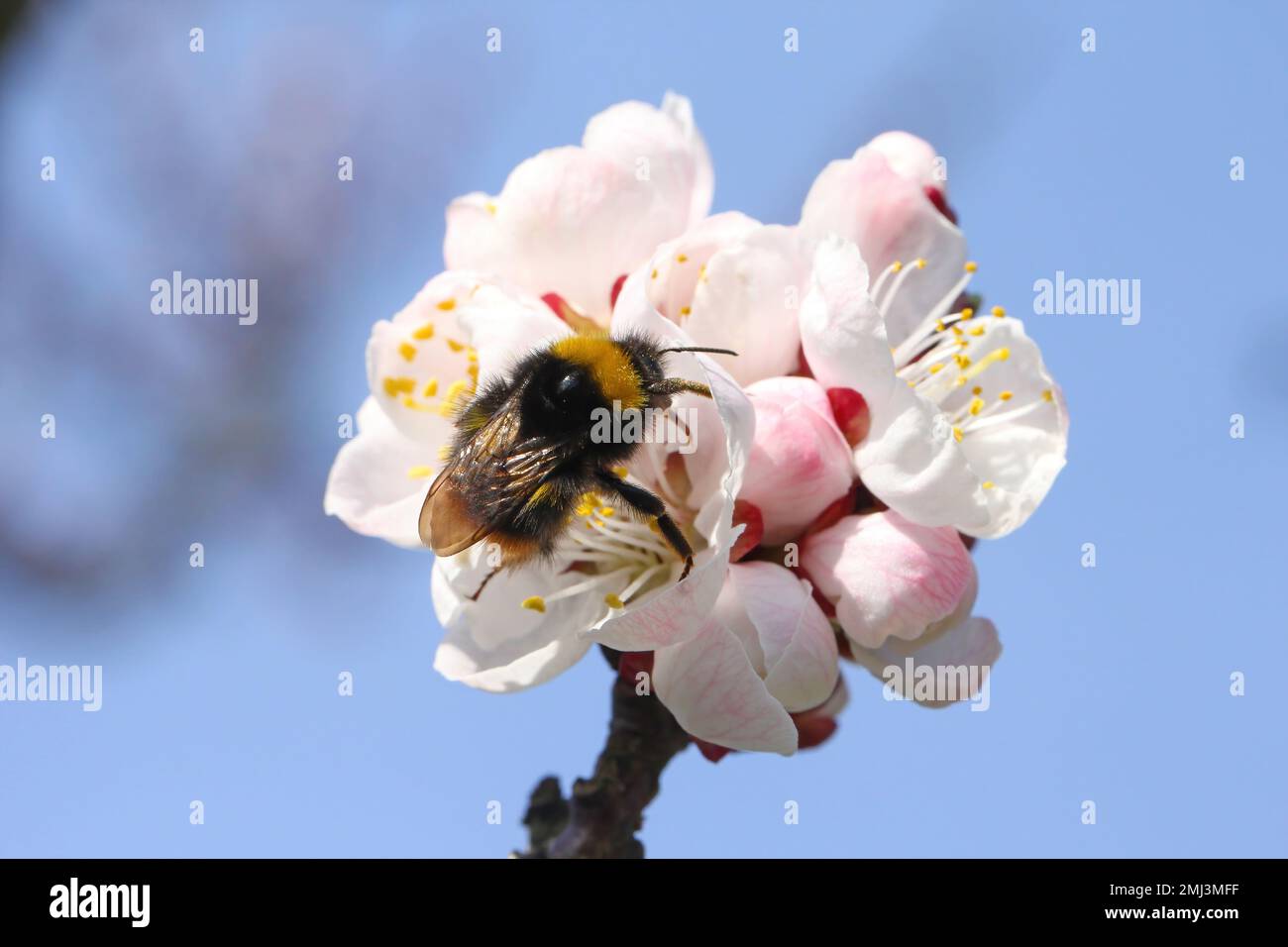 Bumblebee (Bombus sp.). Pollinating apricot tree in spring blooming garden. Bumble bee gathering nectar pollen honey in apricot tree flowers. Stock Photo