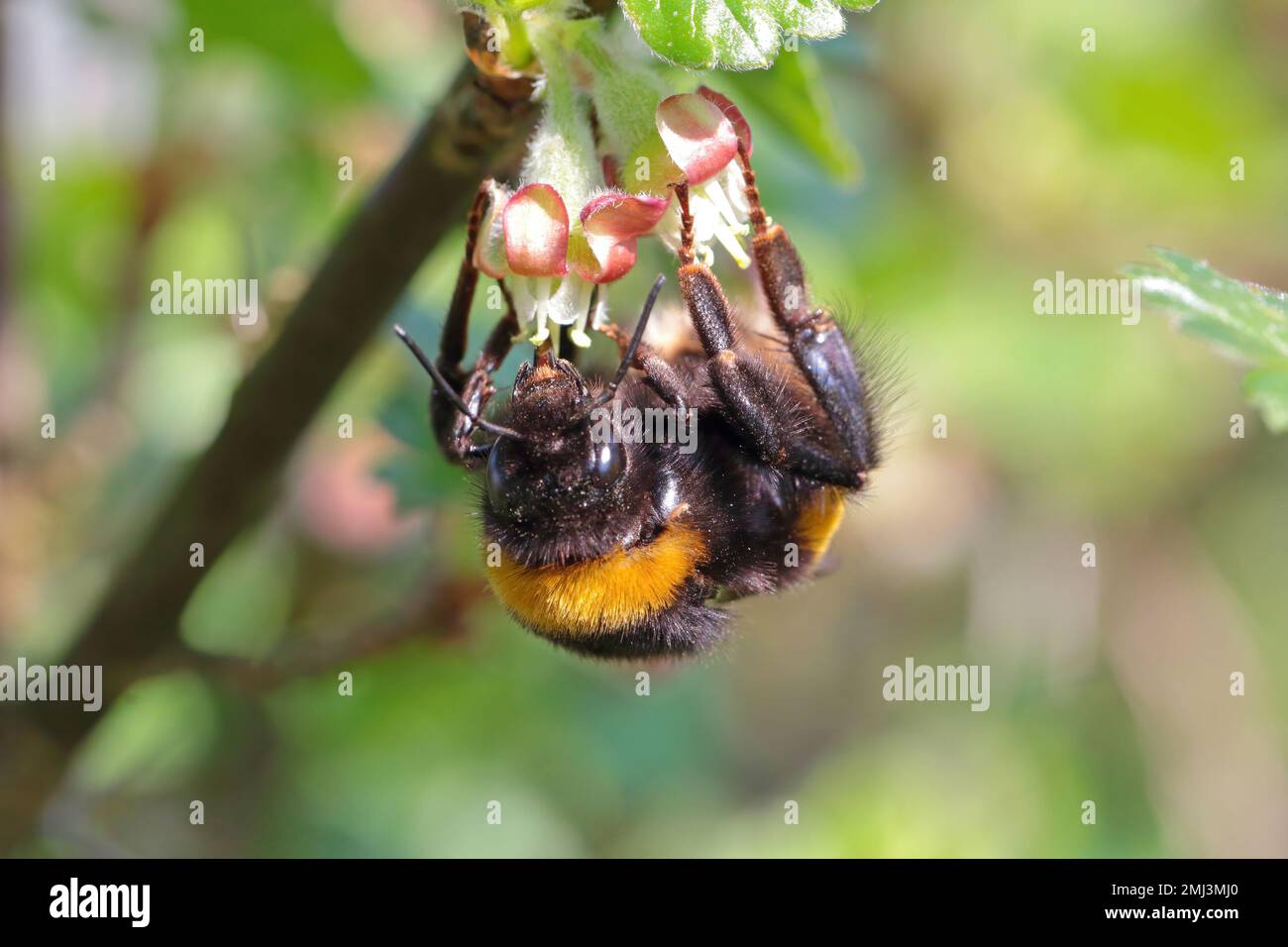 Bumblebee (Bombus sp.) pollinating flowers. Feeding, pollinating the gooseberry blossom in the garden in spring. Stock Photo