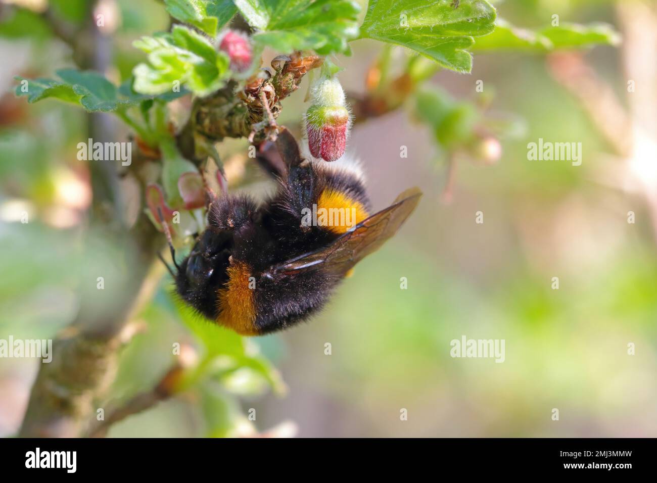 Bumblebee (Bombus sp.) pollinating flowers. Feeding, pollinating the gooseberry blossom in the garden in spring. Stock Photo
