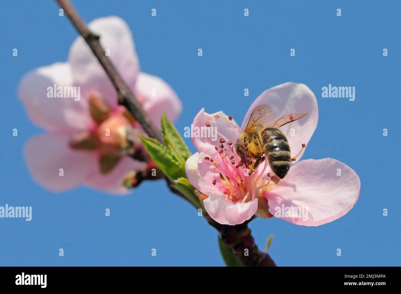 European bee close-up on flower pollinating peach tree in spring 