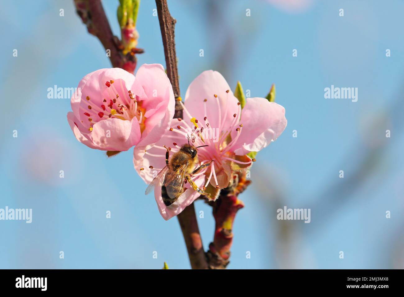 European bee close-up on flower pollinating peach tree in spring 