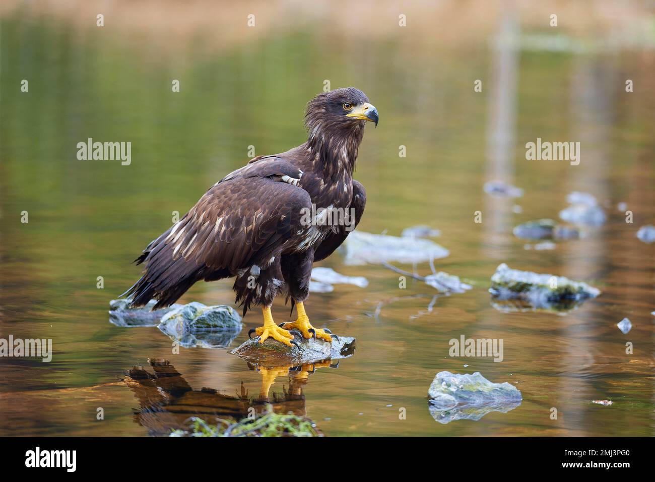 White-tailed eagle (Haliaeetus albicilla), sitting on stone in lake Stock Photo