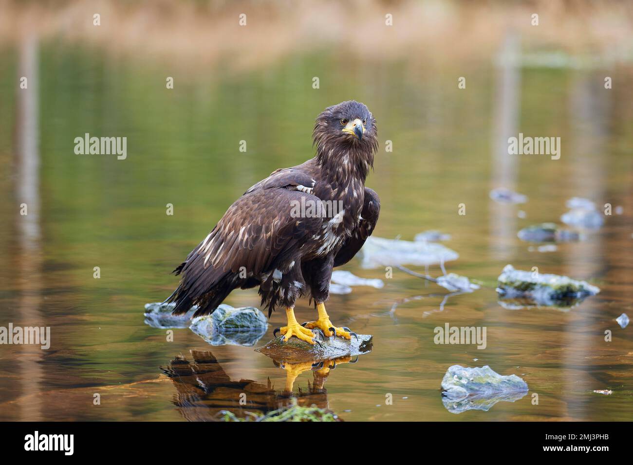 White-tailed eagle (Haliaeetus albicilla), sitting on stone in lake Stock Photo