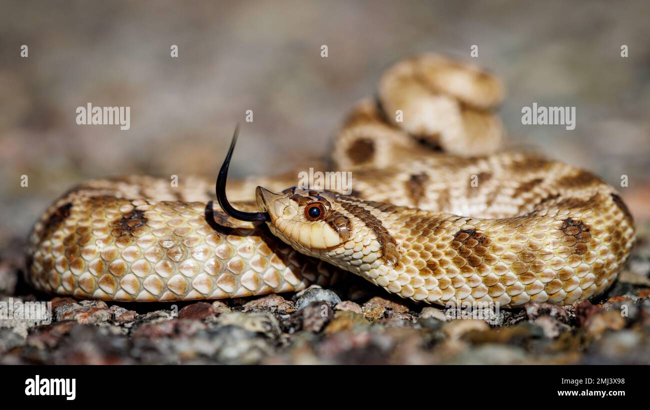 Mexican Hog-nosed Snake, Sierra county, New mexico, USA Stock Photo - Alamy