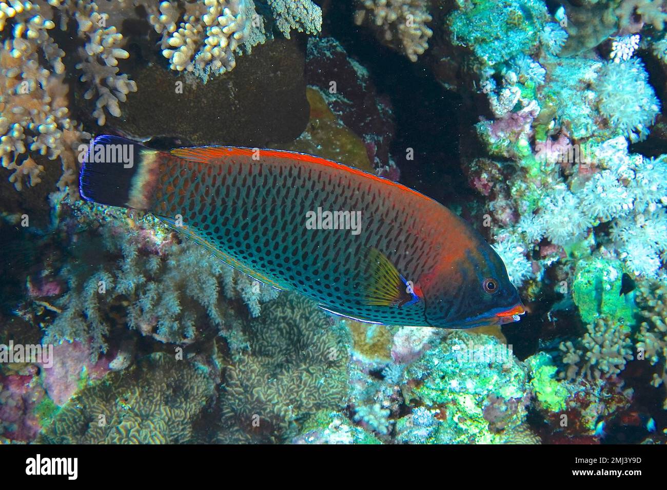 Chiseltooth wrasse (Pseudodax moluccanus), Small Brother dive site, Brother Islands, Egypt, Red Sea Stock Photo