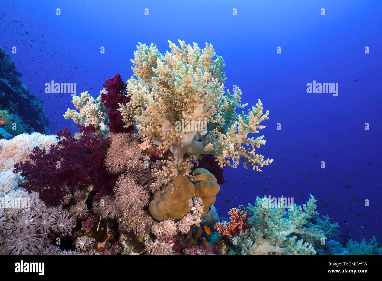 Broccoli tree (Litophyton arboreum), Elphinstone Reef dive site, Egypt, Red Sea Stock Photo