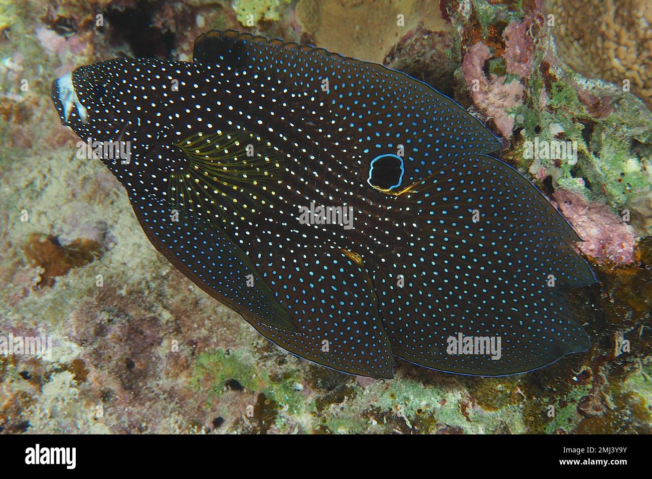 Comet (Calloplesiops altivelis), House reef dive site, Mangrove Bay, El Quesir, Red Sea, Egypt Stock Photo