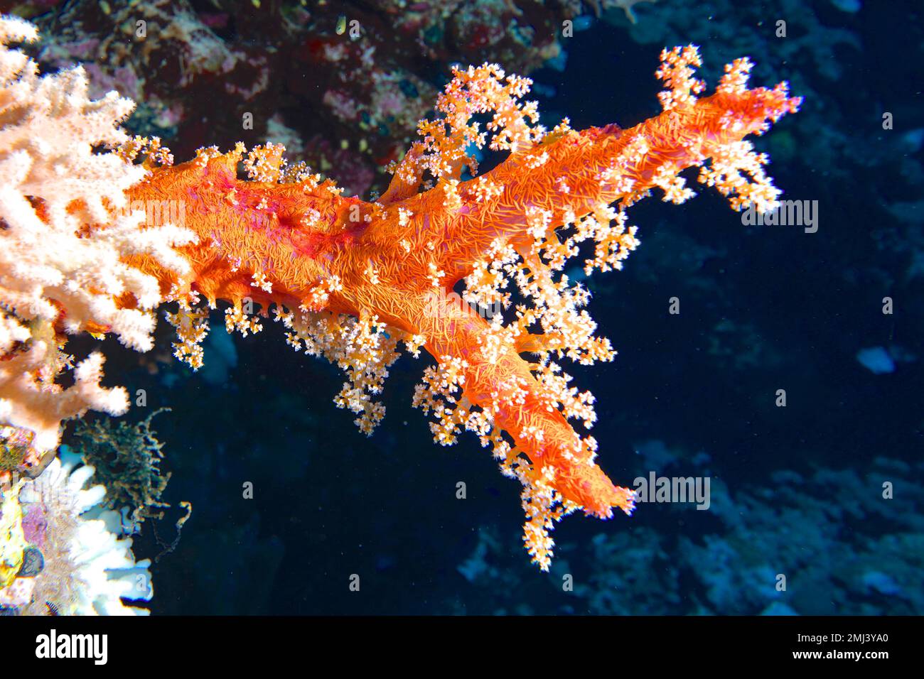 Hemprichs tree coral (Dendronephthya hemprichi), orange, Daedalus reef dive site, Egypt, Red Sea Stock Photo