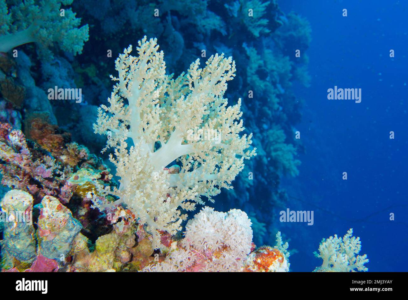 Broccoli tree (Litophyton arboreum), Daedalus Reef dive site, Egypt, Red Sea Stock Photo