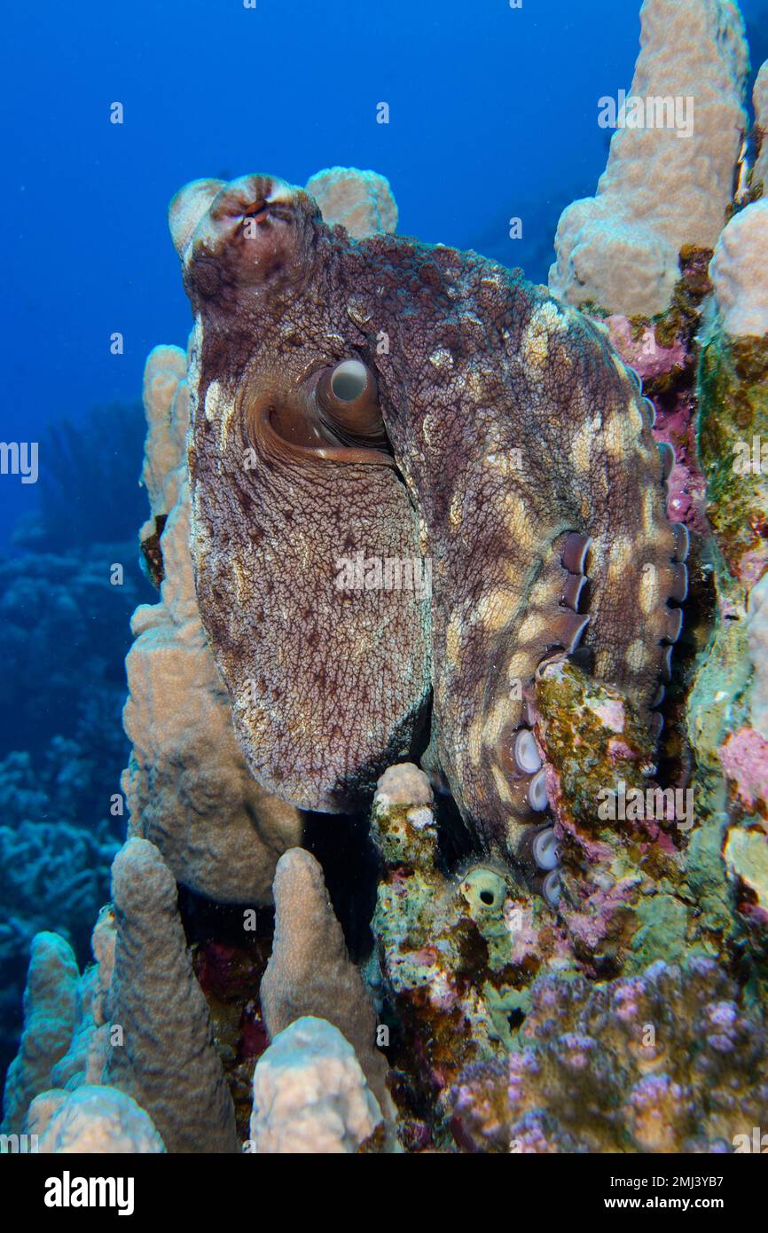 Great Blue Octopus (Octopus cyaneus), Dive Site House Reef, Mangrove