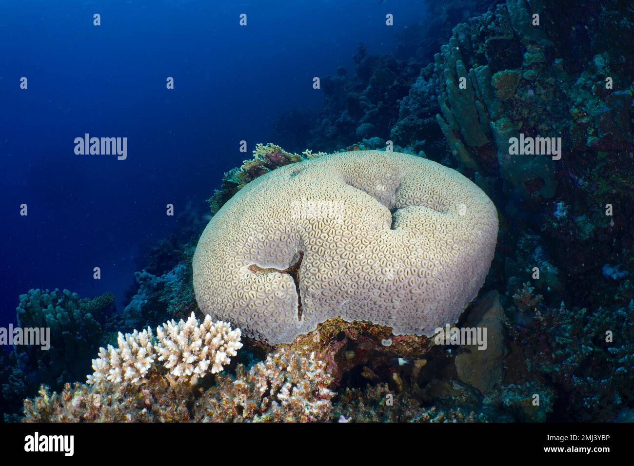 Button Star Coral, Star Coral (Favia favus), Dive Site House Reef, Mangrove Bay, El Quesir, Red Sea, Egypt Stock Photo