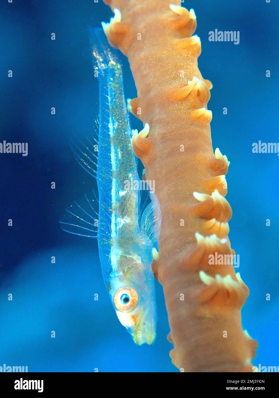 Transparent gorgonian dwarf goby (Bryaninops tigris) on twisted spiral wire coral (Cirrhipathes spiralis) Dive site Shaab El Erg, Hurghada, Egypt Stock Photo