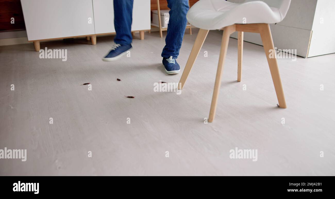 Cockroach Bugs In Dirty House Indoors. Apartment Hygiene Stock Photo