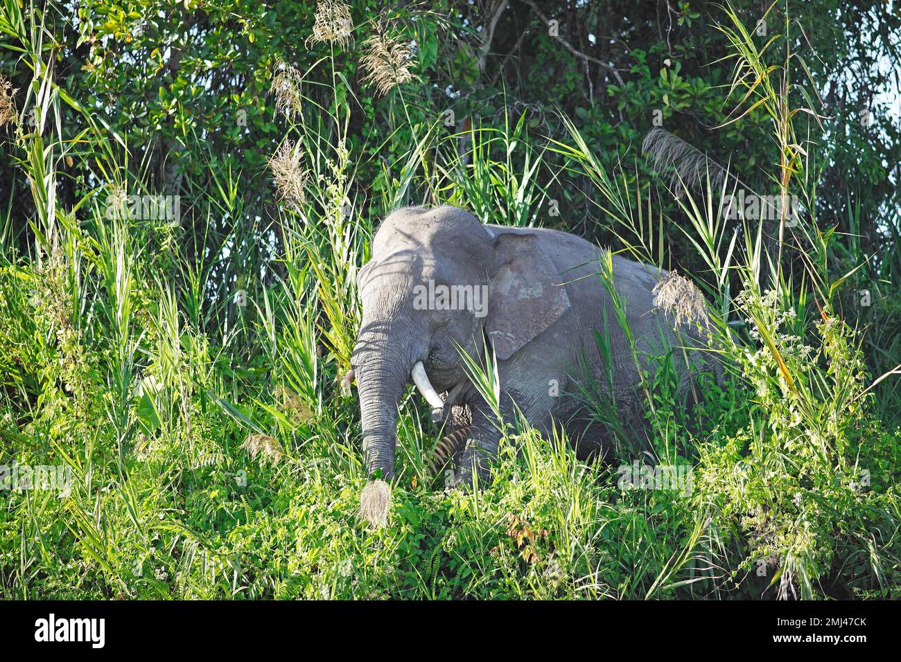 Borneo pygmy elephant (Elephas maximus borneensis) in the rainforest