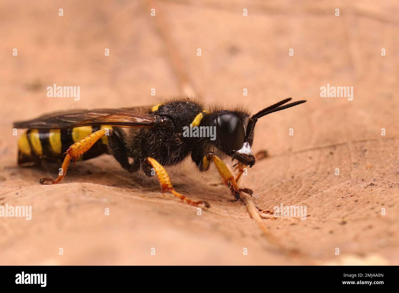 Detailed closeup on a slender bodied square-headed digger wasp,, Crabro cribarius, sitting on a dried leaf Stock Photo