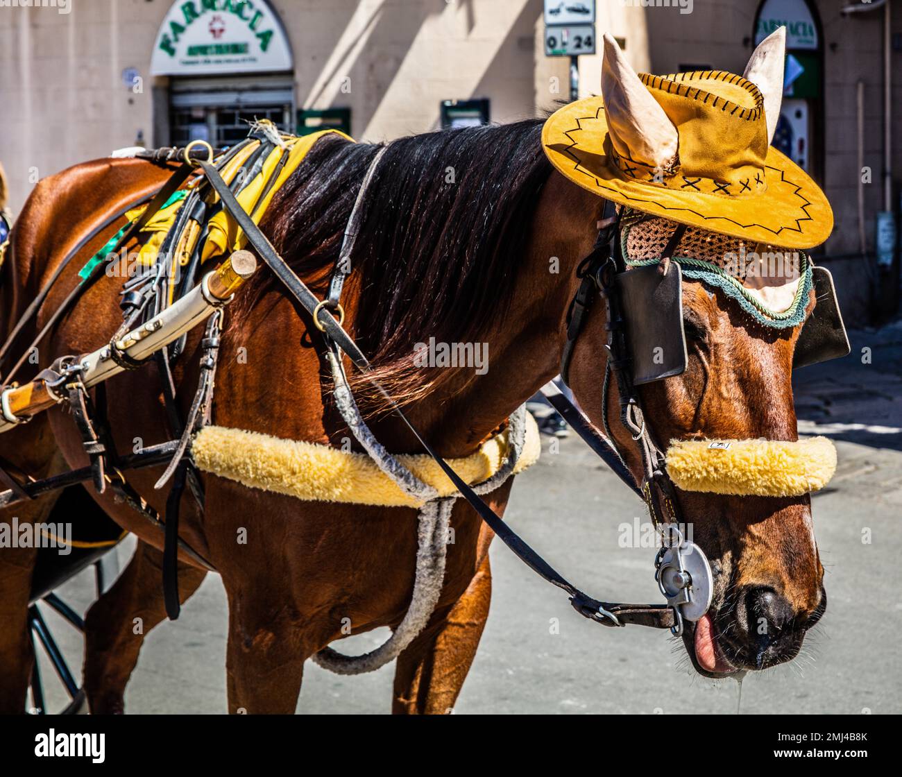 Horse-drawn carriage with specially equipped horse, Palermo, Sicily, Palermo, Sicily, Italy Stock Photo