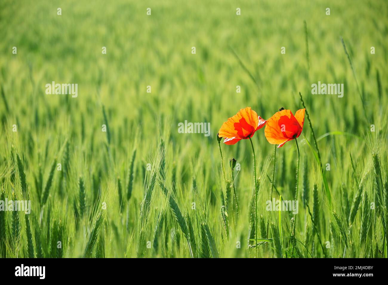Two plants in a barley field hi-res stock photography and images - Alamy