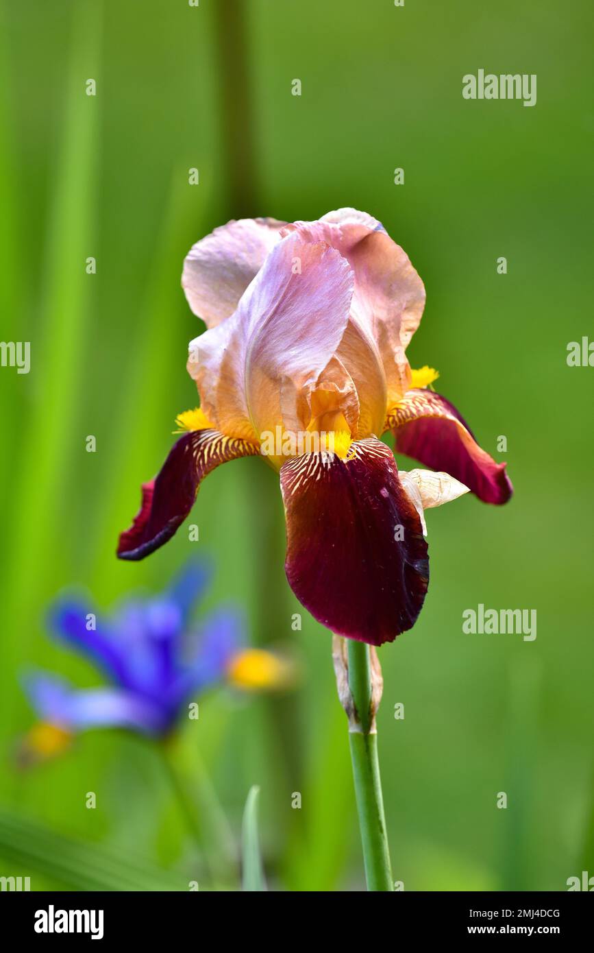 Bearded iris (Iris barbata) Indian Chief, Iridaceae Stock Photo - Alamy