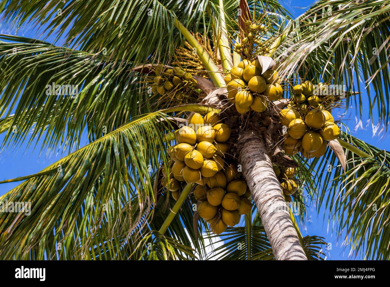 Coconut tree (Cocos nucifera), palm tree with ripe coconuts, Playa del Carmen, Quintana Roo, Mexico, North America, America Stock Photo