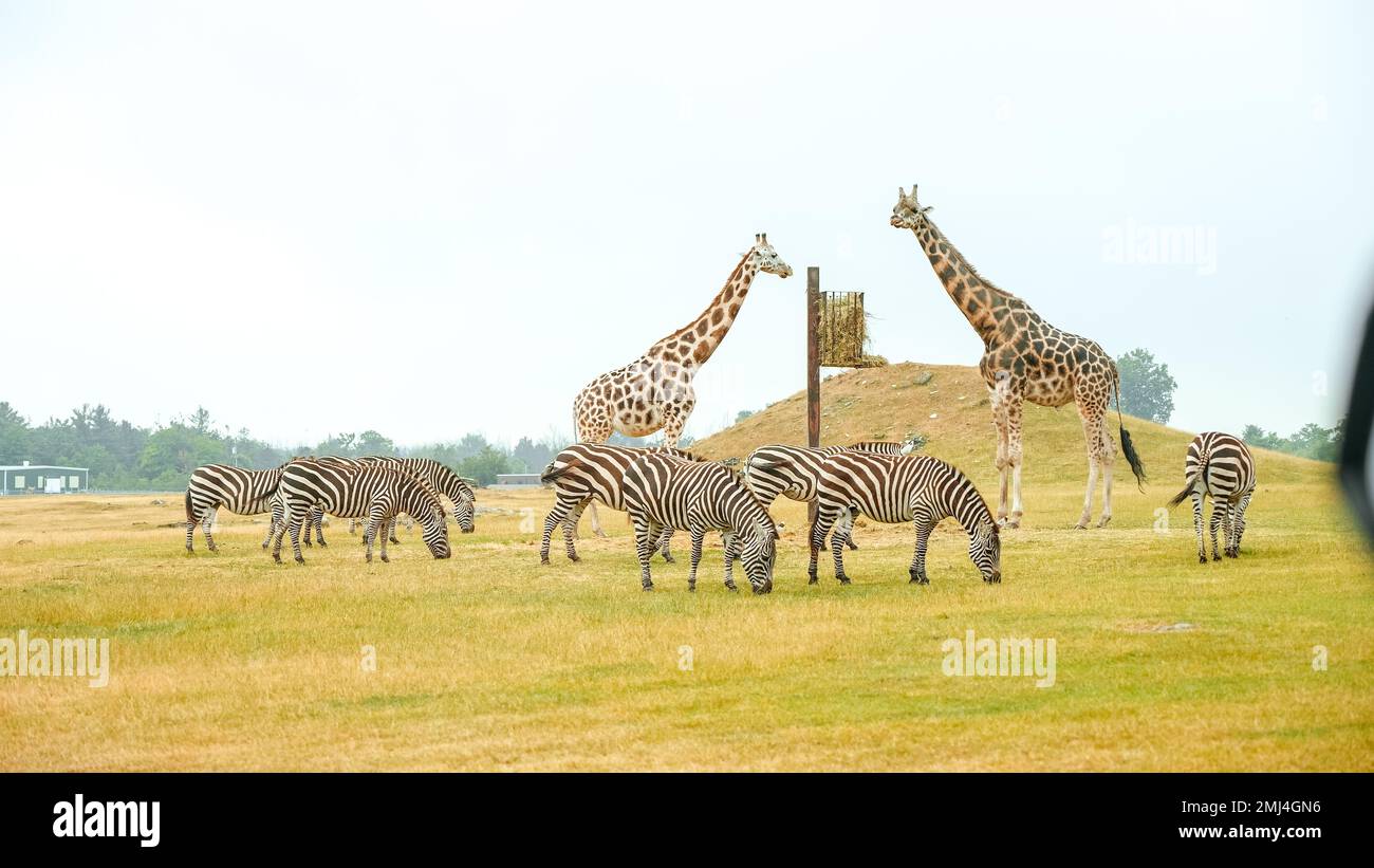 Group of wild zebras, giraffe eating grass in safari zoo park. Flock of zebras in the park. Wild animals at distance. Stock Photo