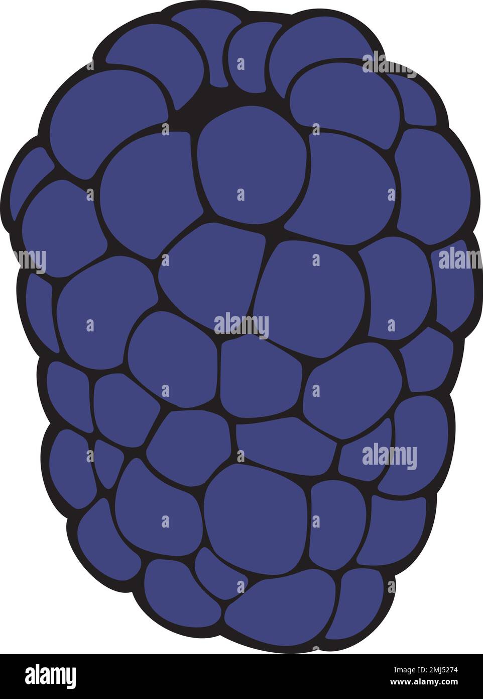 Blackberry Fruit Color. Vector Illustration Stock Vector Image & Art