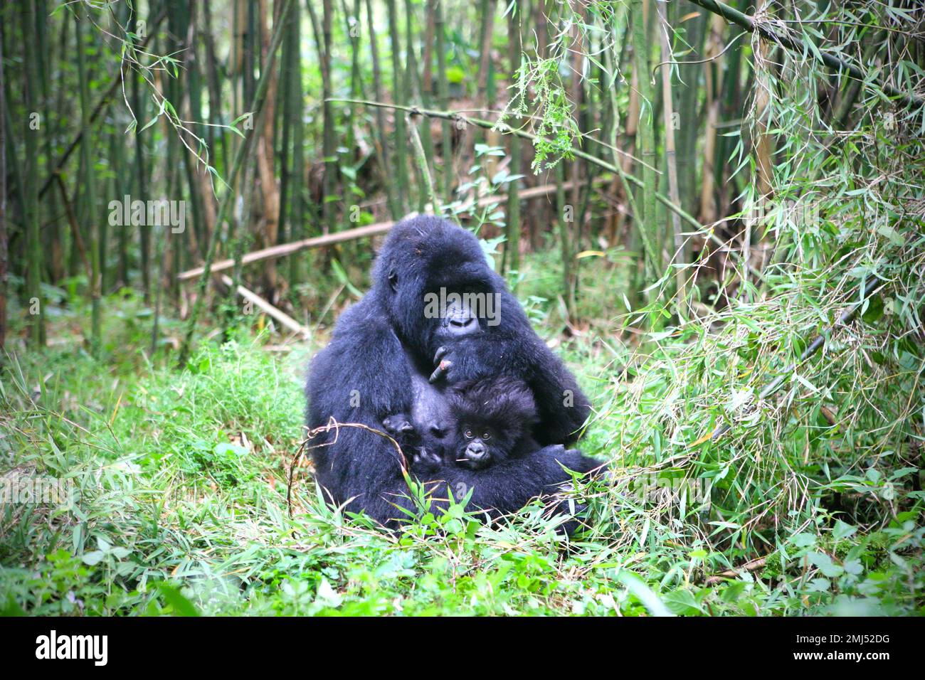 Mountain Gorilla Mother and baby gorilla (Gorilla beringei beringei