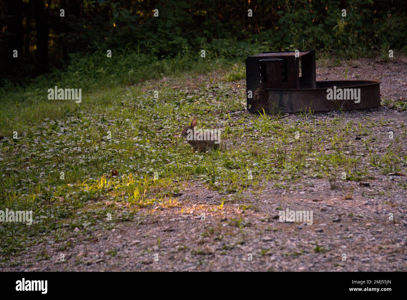 Rabbit in a campground Stock Photo - Alamy
