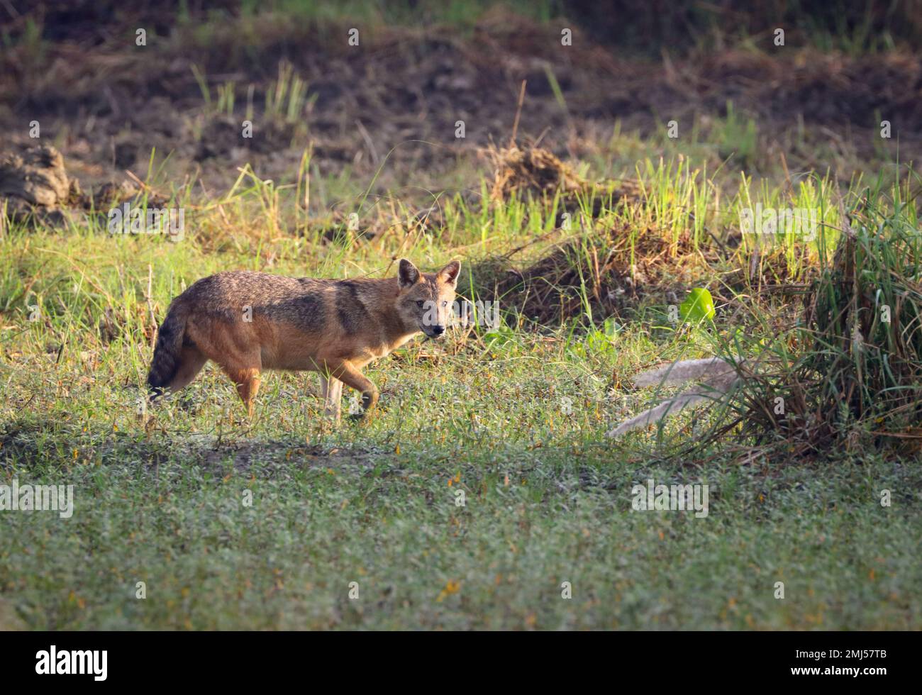 golden jackal, also called common jackal, is a wolf-like canid that is native to Southeast Europe, Central Asia, Western Asia, South Asia, and regions Stock Photo