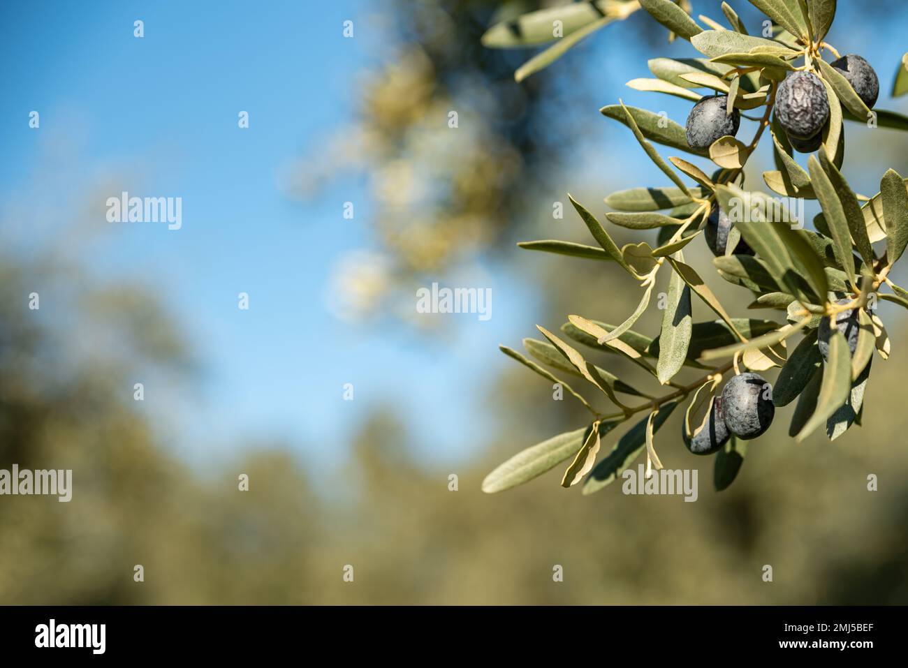 Olive oil trees full of olives.olive harvest , traditional olive ...