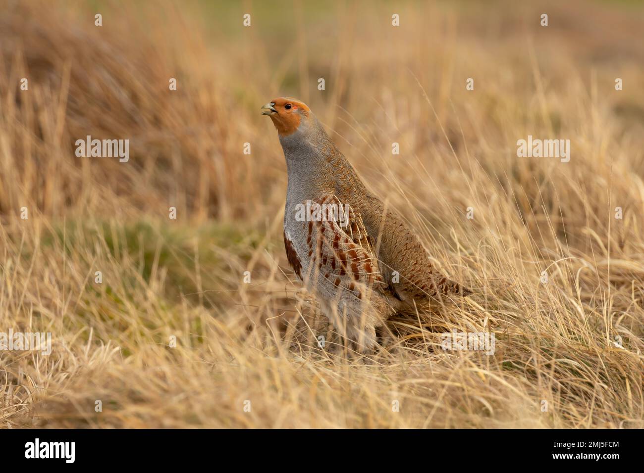 Grey partridge, Scientific name: Perdix Perdix. Close up of a male Grey ...