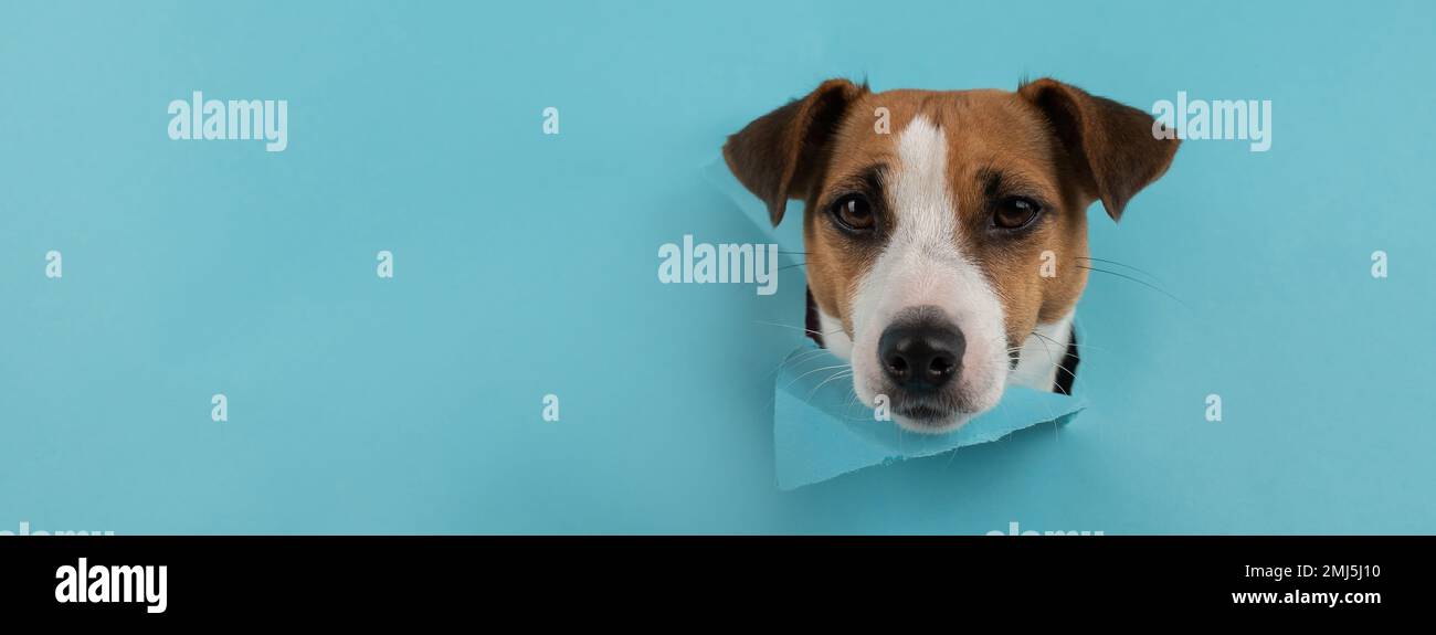 Funny dog muzzle jack russell terrier sticks out of a hole in a blue