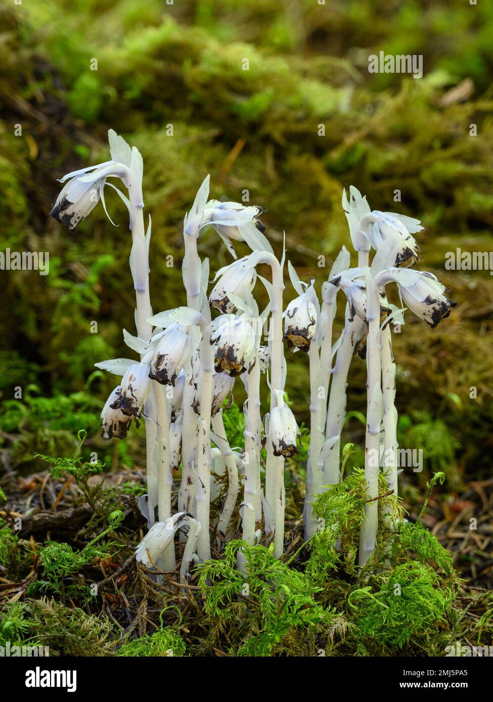 Indian Pipe (Monotropa uniflora); Larison Creek Trail, Willamette National Forest, Oregon. Stock Photo