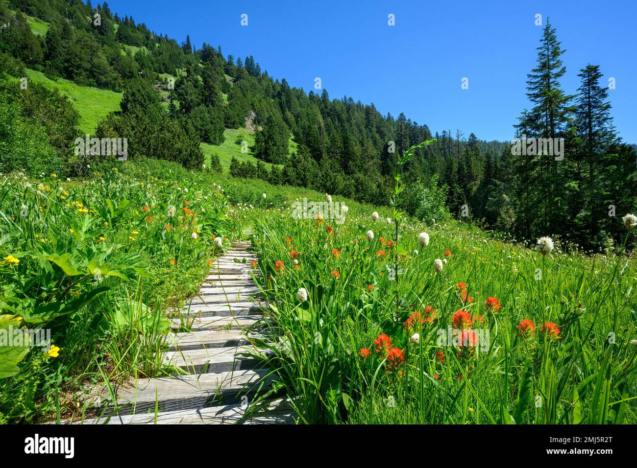 Echo Basin Trail boardwalk through a meadow of wildflowers in the Cascade Mountains, Oregon. Stock Photo