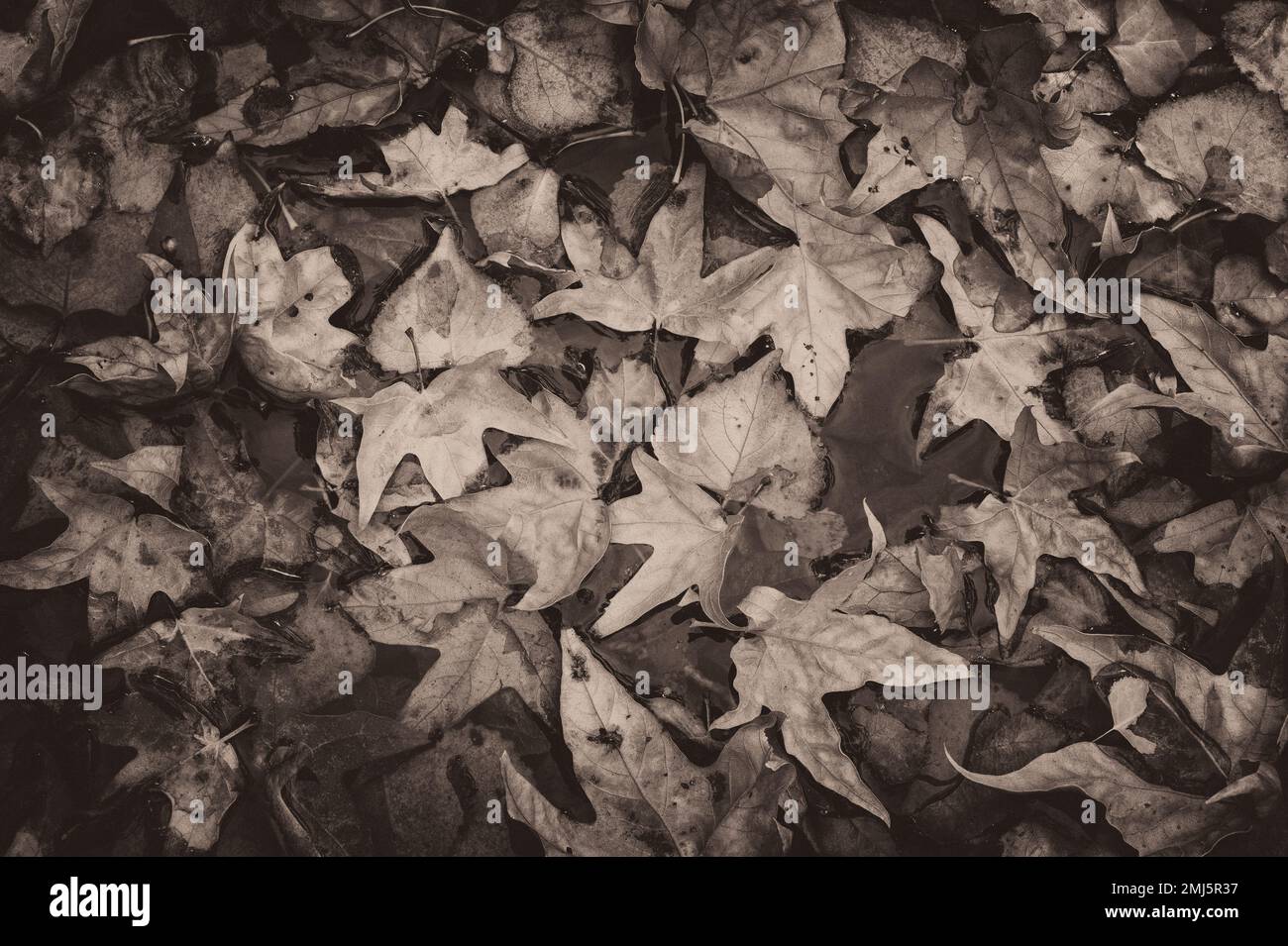 Arizona Sycamore and Cottonwood tree leaves in Cave Creek; Chiricahua