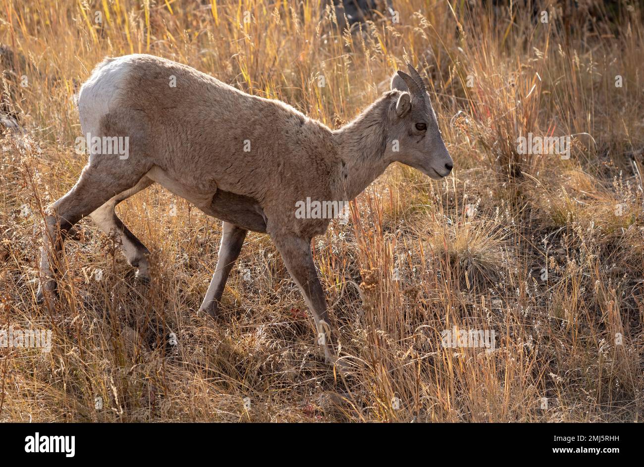 A young bighorn sheep in Yellowstone National Park. Stock Photo