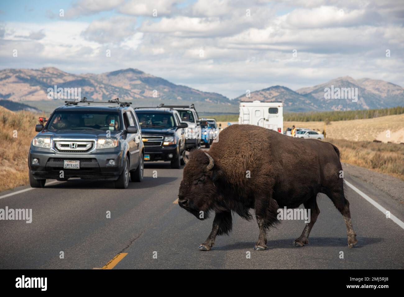 Bison crossing the road in Yellowstone National Park. Stock Photo