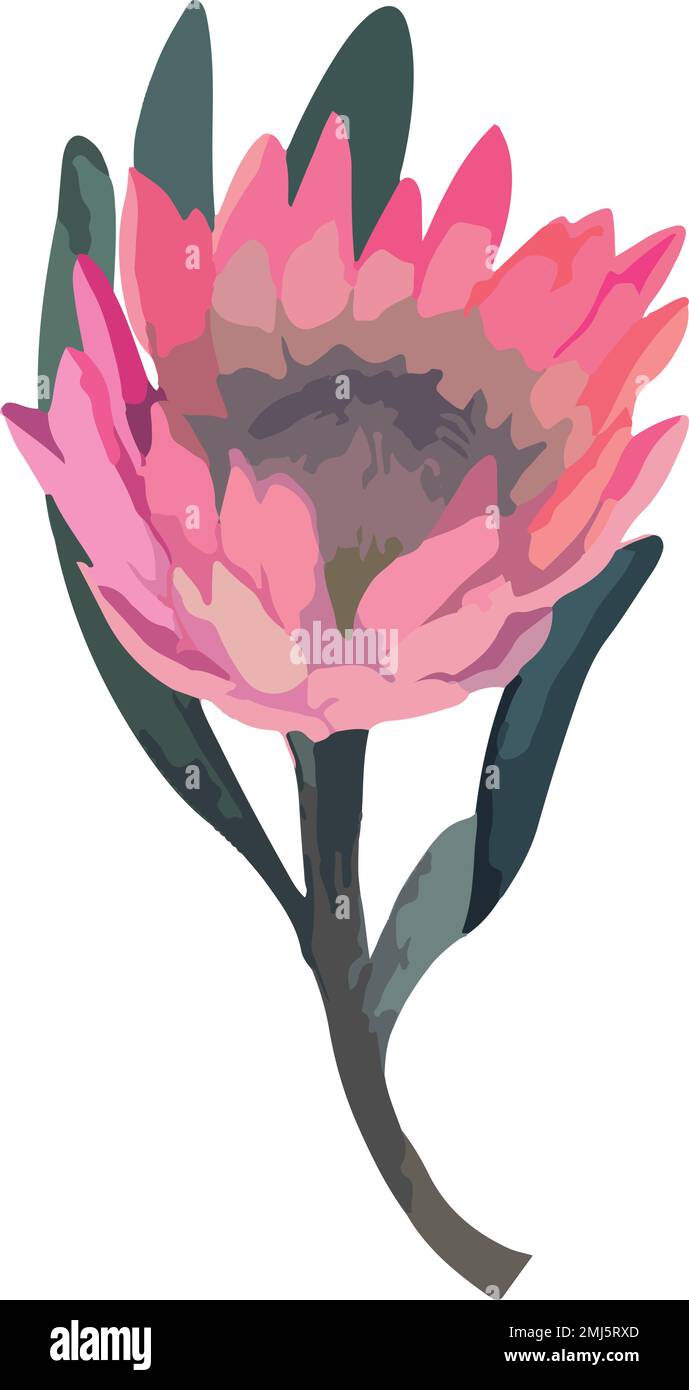 Set realistic vector illustration of protea flowers. Tropical king flower protea in bloom. Stock Vector