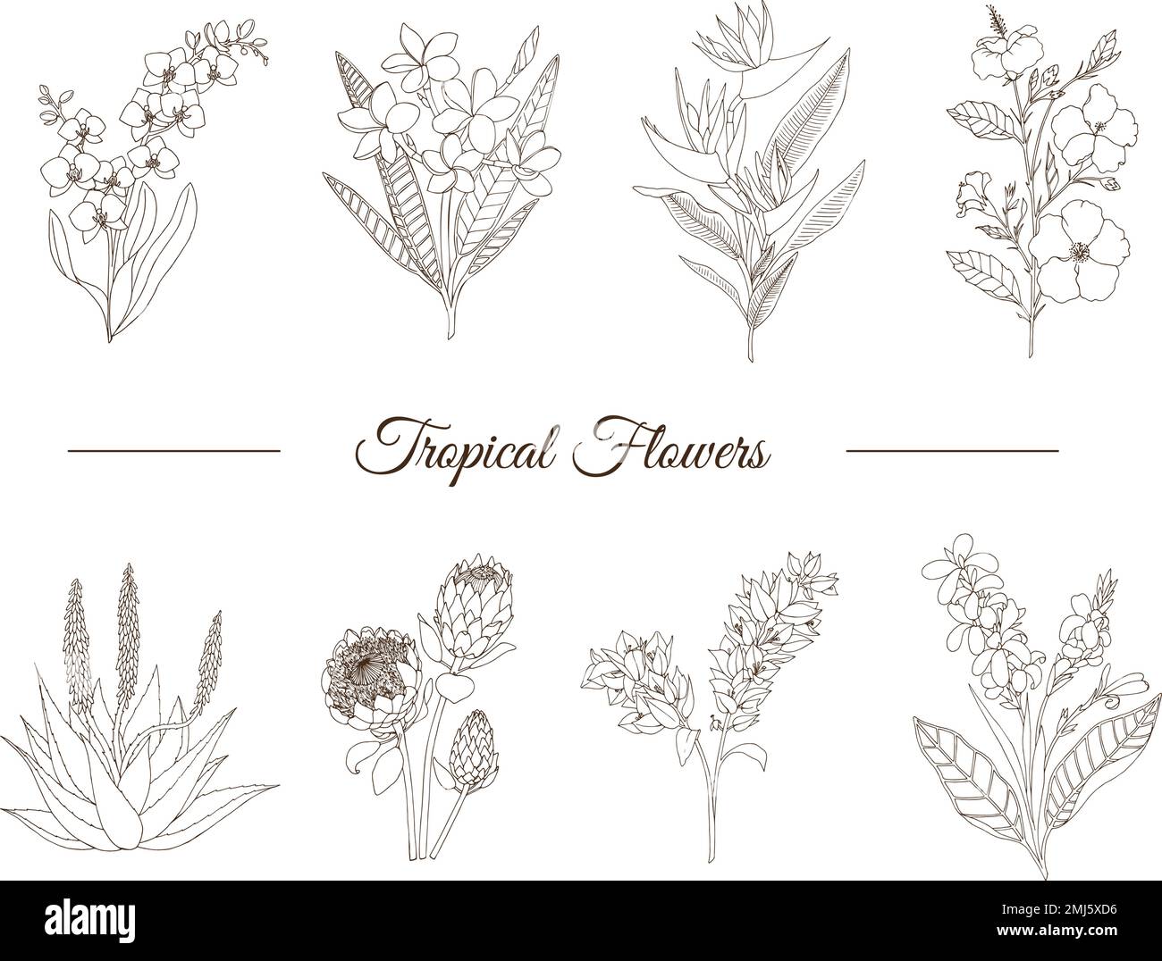 Vector set of tropical flowers isolated on white background. Hand drawn plumeria,  canna,  aloe,  bougainvillea,  hibiscus , protea,  orchid,  strelit Stock Vector